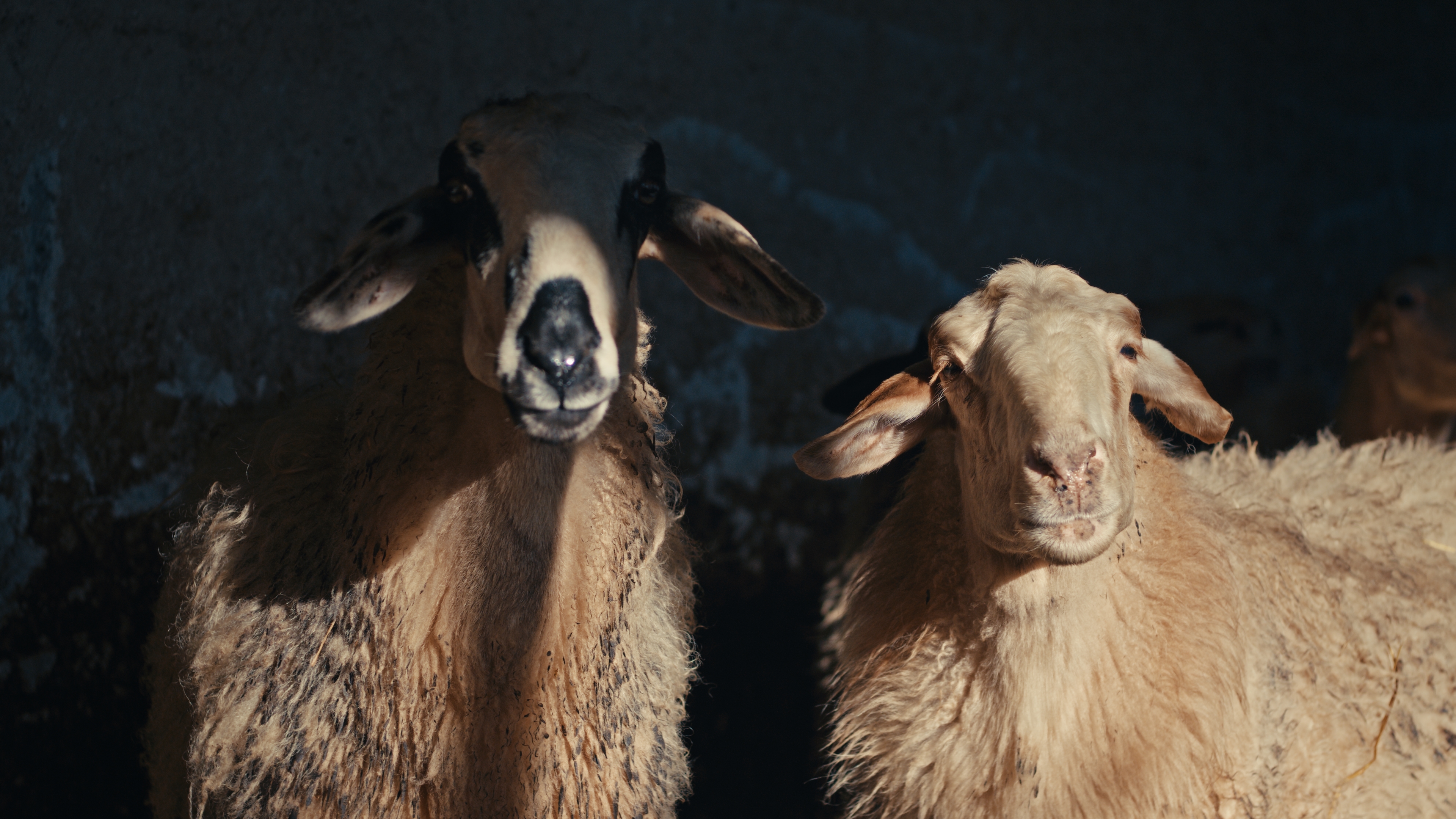 AEGEAN Wool